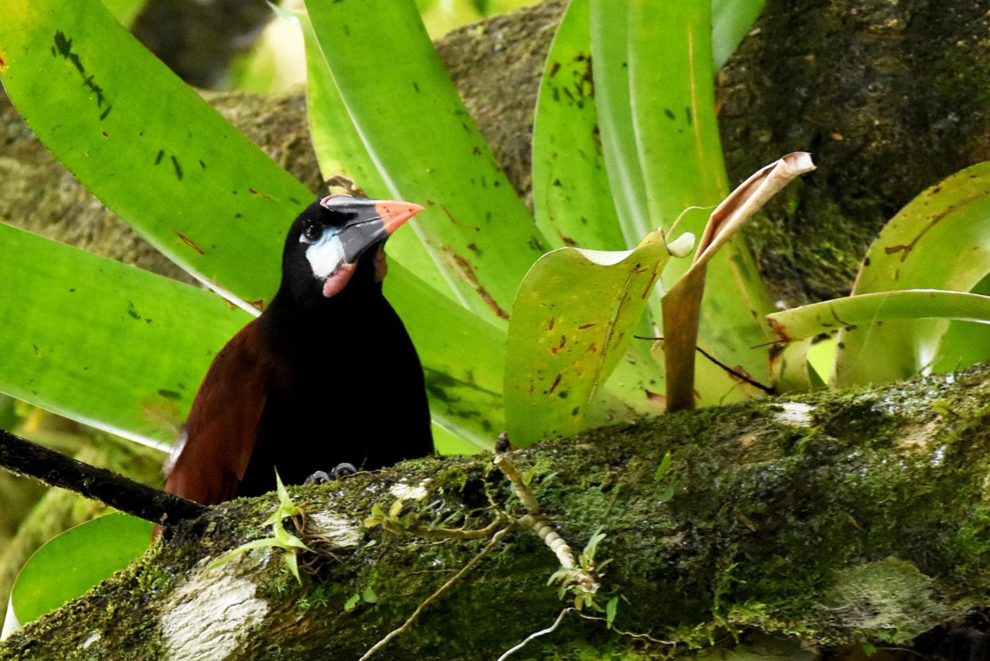 Hotel Arenal Country Inn La Fortuna Εξωτερικό φωτογραφία